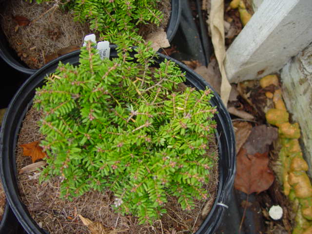 Tsuga diversifolia LOOWIT-2g Tsuga diversifolia LOOWIT-2g